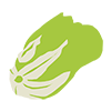 Chinese cabbage --Clip art ｜ Illustration ｜ Free material